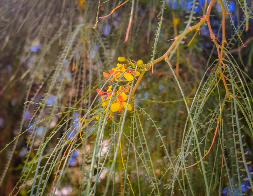 Желтые водопады: на Кипре цветет паркинсония!: фото 17
