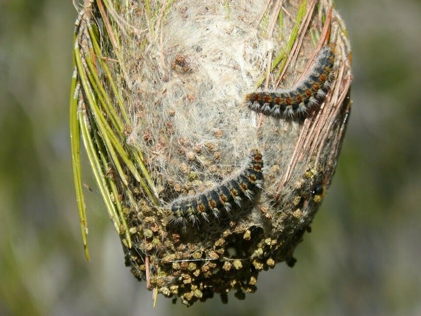 На Кипре активно размножаются гусеницы Соснового шелкопряда: фото 2