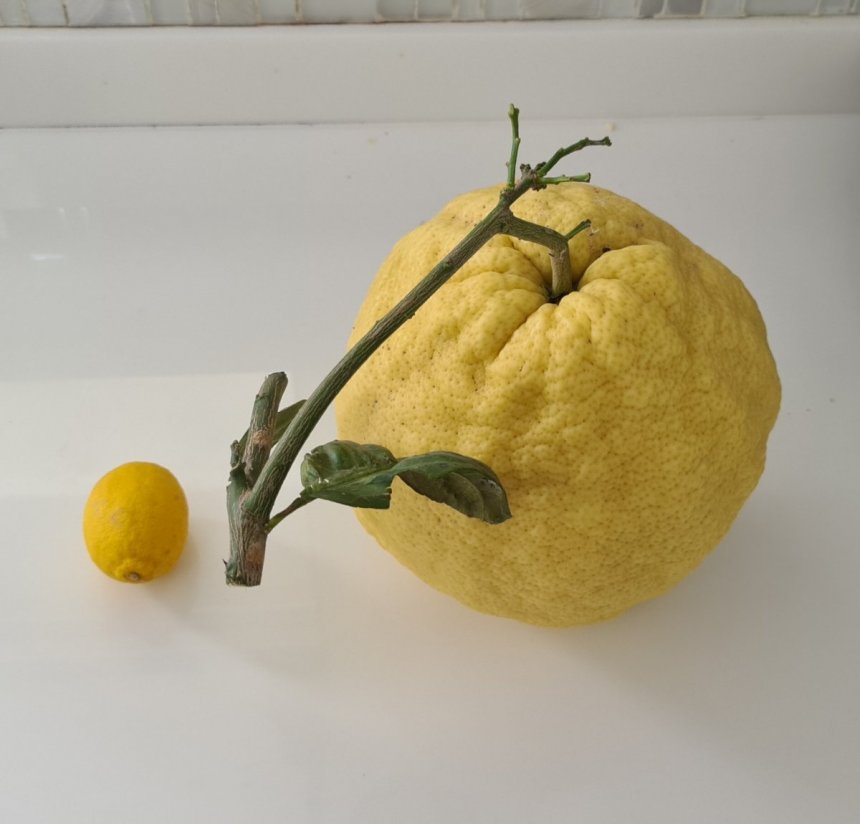 На Северном Кипре вырос гигантский лимон: фото 3