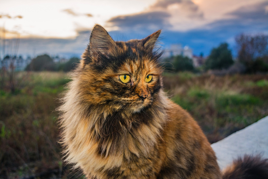 Пушистое чудо: кипрские кошки, которые не оставят равнодушным абсолютно никого!: фото 44