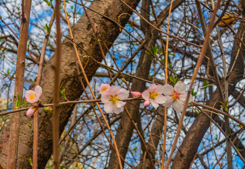 Цветение миндаля на Кипре — признак наступающей весны! : фото 16