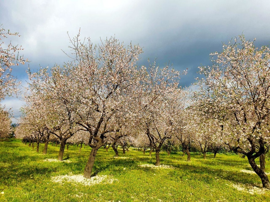 На Кипре в разгаре волшебное и фантастически красивое время цветения миндаля: фото 18