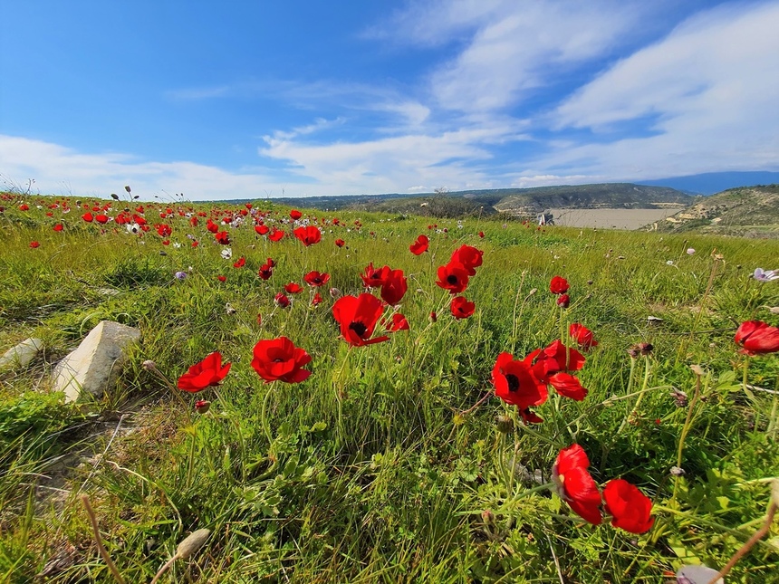 На Кипре расцвели потрясающие Анемоны: фото 28