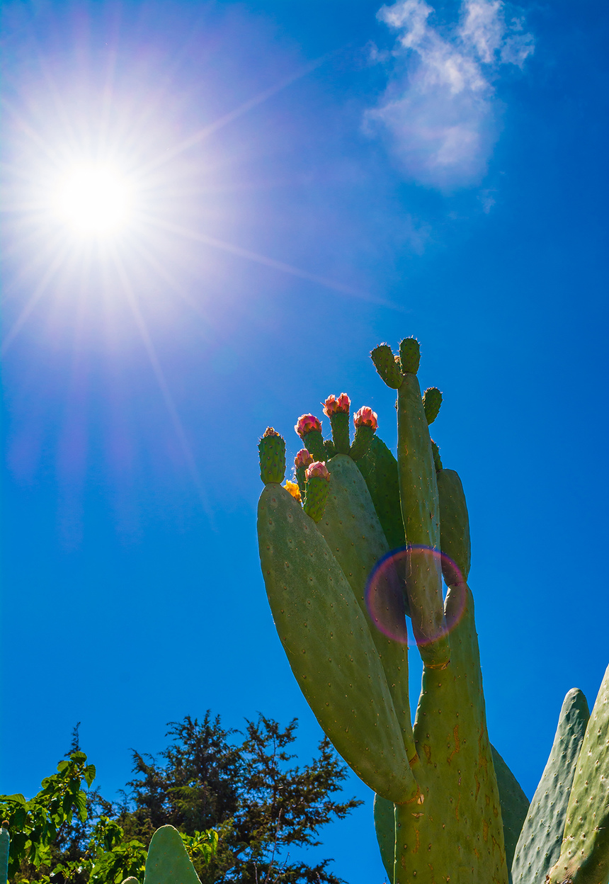 На Кипре цветет вкусный кактус опунция! : фото 2