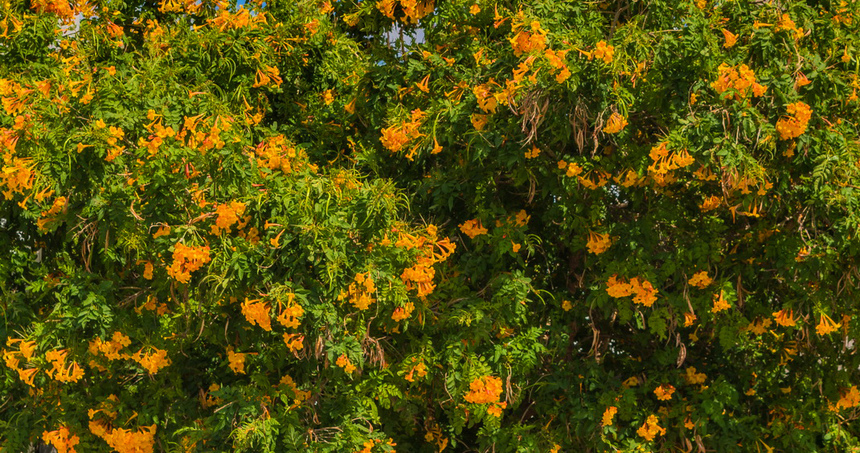 На Кипре цветет кампсис!: фото 7