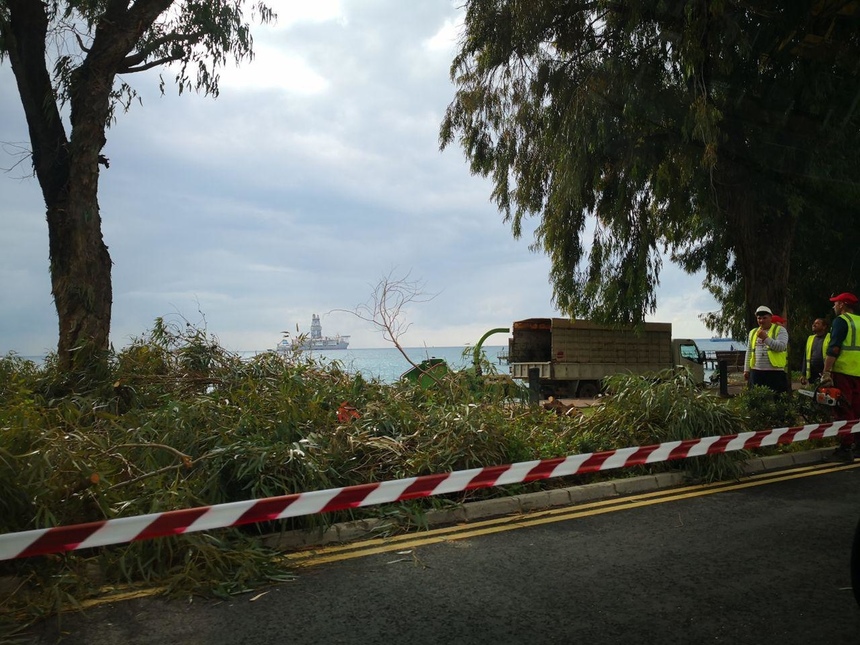 Муниципалитет Като Полемидии хочет массово вырубить деревья: фото 3