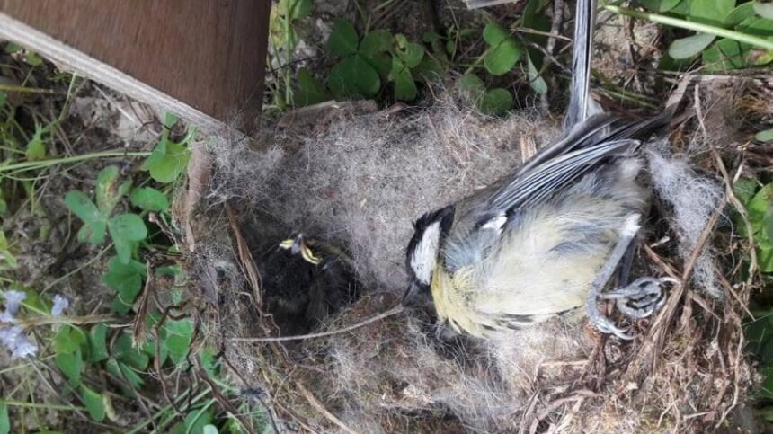 Некто разорил гнезда и убил птенцов в парке Академия в Никосии (фото): фото 4
