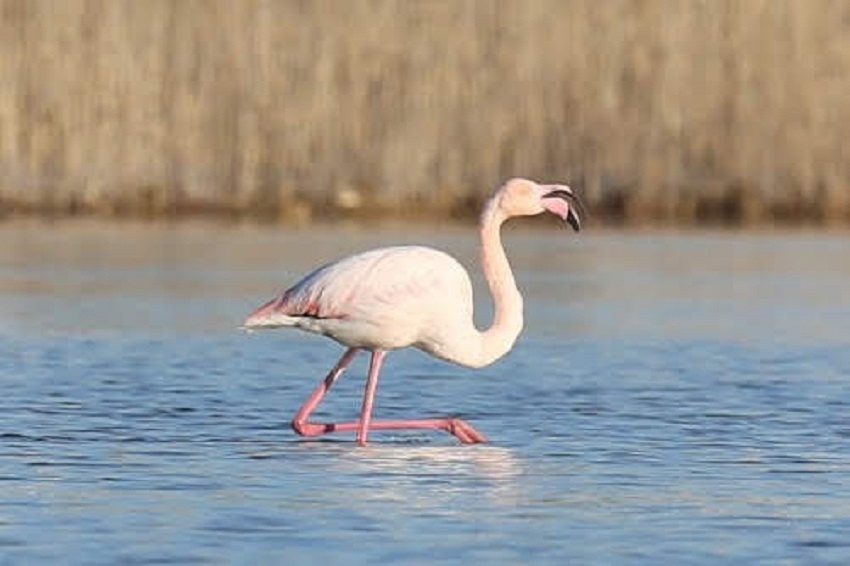 На Кипре массово гибнут розовые фламинго. Слабонервным не смотреть: фото 8