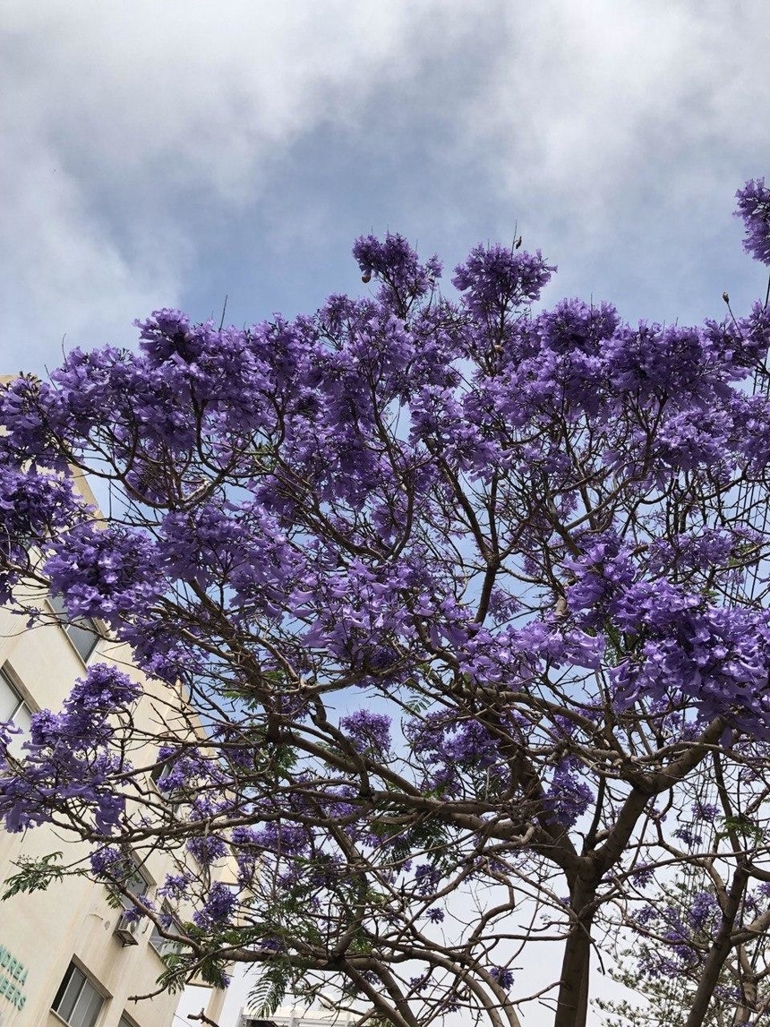 Безудержные колокольчики: весной на Кипре цветет жакаранда: фото 21
