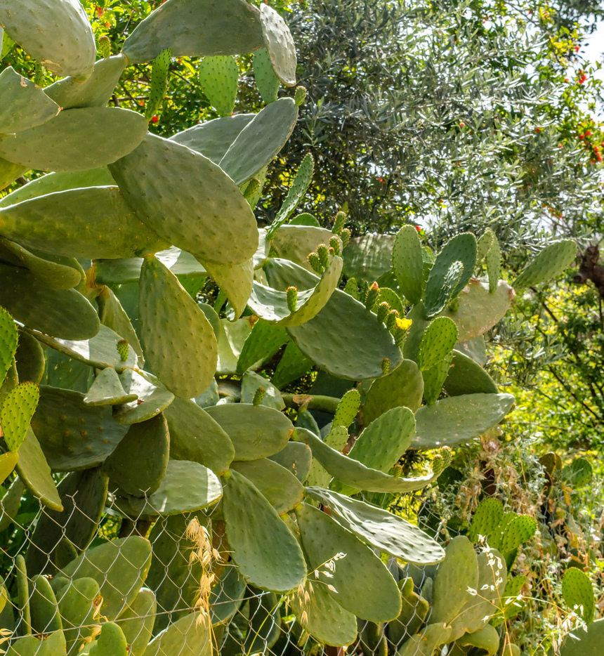 На Кипре цветет вкусный кактус опунция! : фото 9