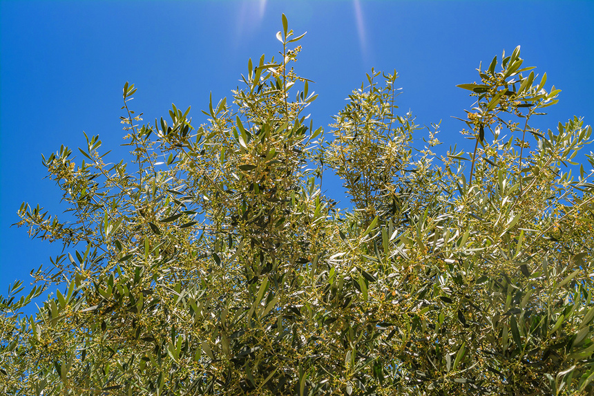 В мае на Кипре в цвету оливковые деревья! : фото 6