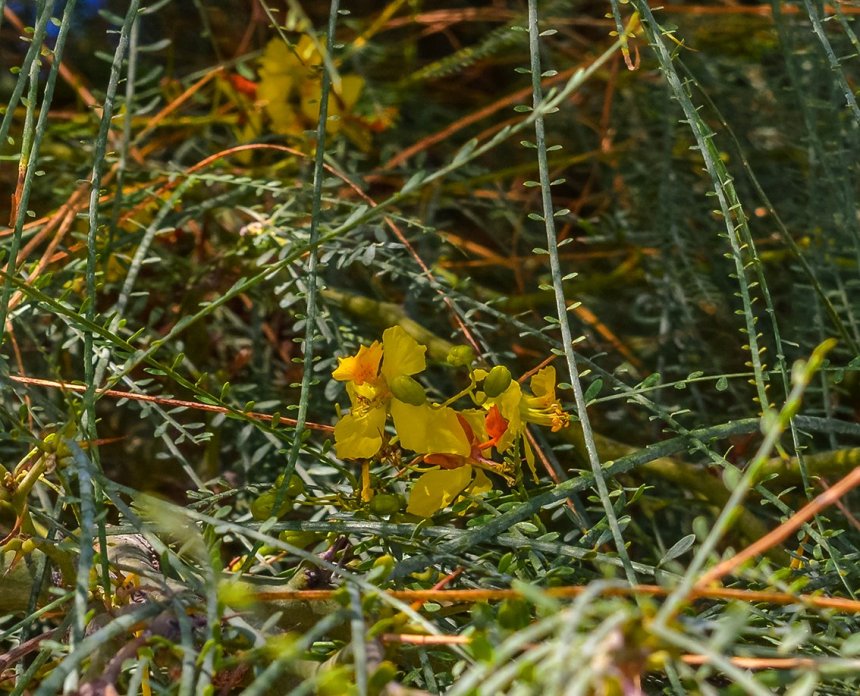 Желтые водопады: на Кипре цветет паркинсония!: фото 10
