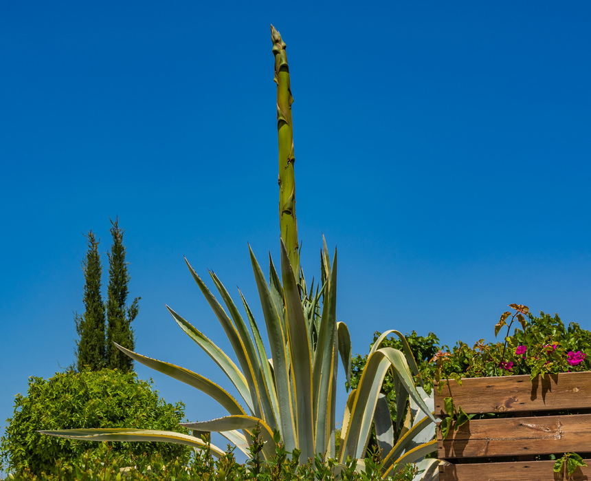 Агава — чрезвычайно полезное и уникальное кипрское растение: фото 26