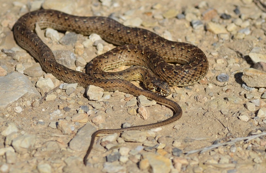 ​Ядовитые змеи на Кипре. Как их отличить?: фото 2