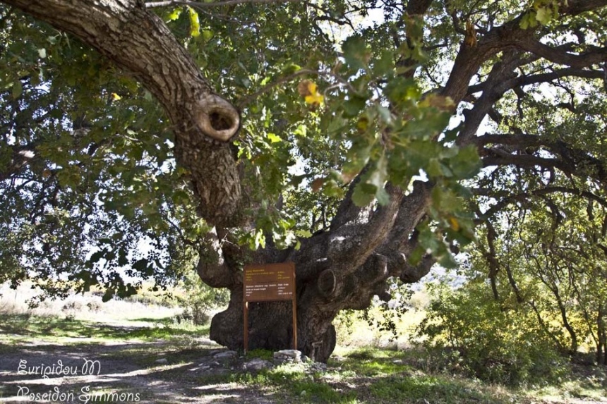 Королевский дуб на полпути из Лимассола в Троодос: фото 8