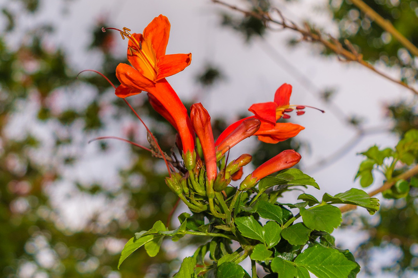 Цветущий Кипр весной: Текомария капская: фото 2