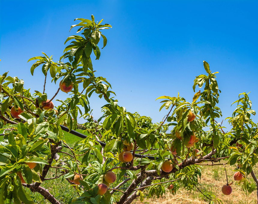 Не пропустите! На Кипре начался сезон сбора персиков: фото 8