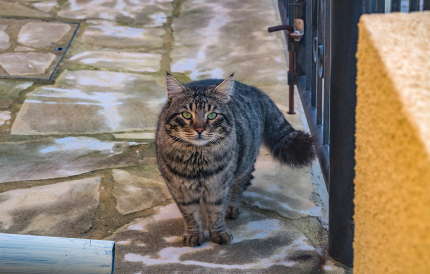 Пушистое чудо: кипрские кошки, которые не оставят равнодушным абсолютно никого!: фото 6