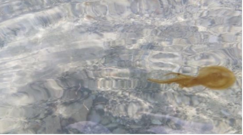 Внимание! Пляжи Кипра атакуют медузы: фото 2