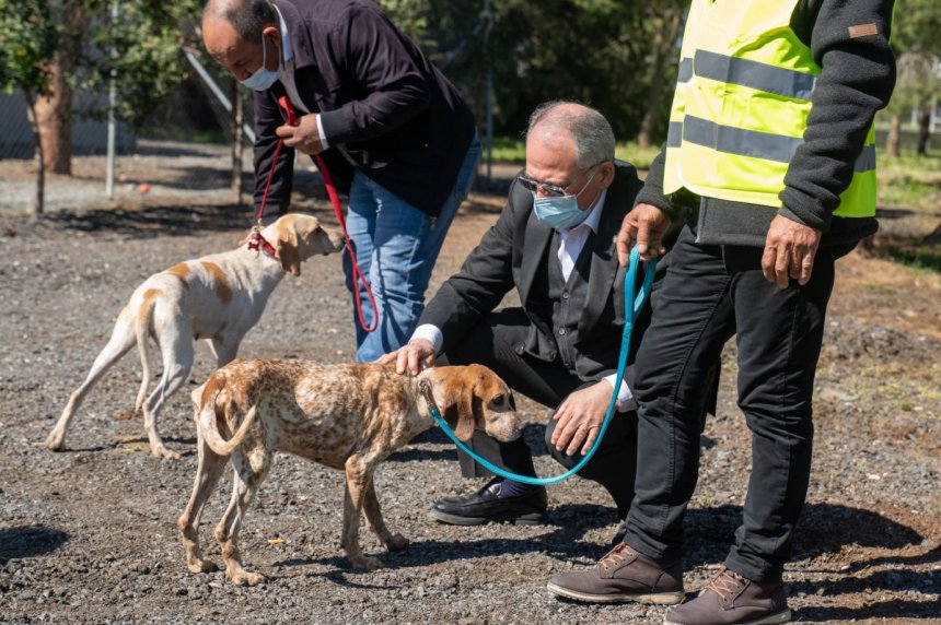​В Лимассоле открылся новый парк для выгула собак: фото 2