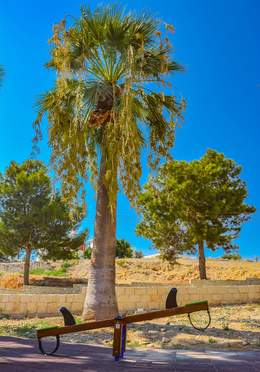 Отдых в тени кипрской сосны: парк с красочной детской площадкой в деревне Куклия на Кипре: фото 31