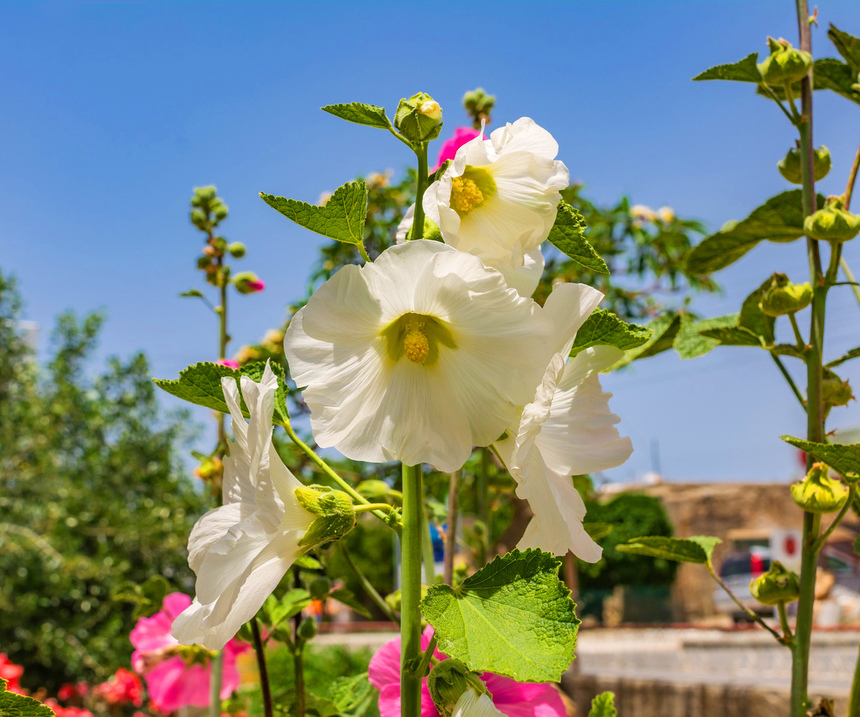 Штокроза — королева кипрских цветников!: фото 16