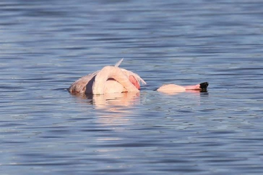 На Кипре массово гибнут розовые фламинго. Слабонервным не смотреть: фото 6