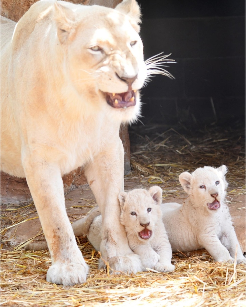 Зоопарк Пафоса объявил результаты конкурса на лучшие имена для львят: фото 8