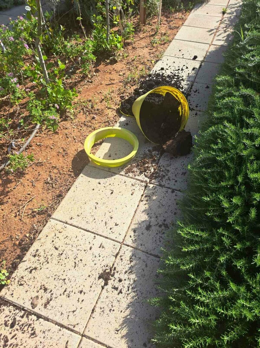 В Лимассоле вандалы уничтожили сад женщины!: фото 5 В Лимассоле вандалы уничтожили сад женщины!: фото 5