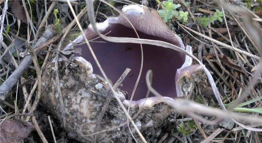 Ядовитые и галлюциногенные грибы Кипра: фото 3