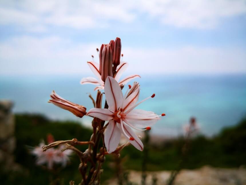 Цветы на Кипре