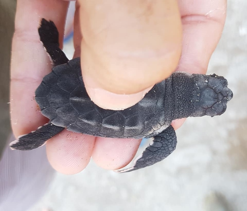 На Кипре обнаружили редкий гибрид морских черепах: фото 3