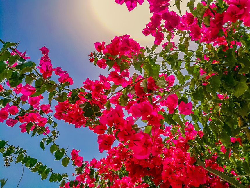 Потрясающее зрелище - цветущая бугенвиллия на Кипре: фото 15
