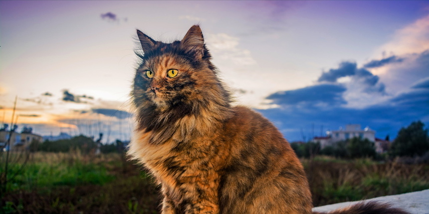 Пушистое чудо: кипрские кошки, которые не оставят равнодушным абсолютно никого!: фото 29