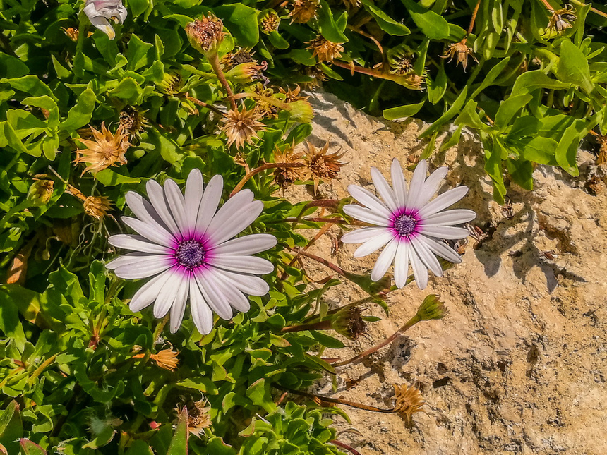 Диморфотека на Кипре: мечта ленивого садовода с глянцевыми лепестками: фото 16