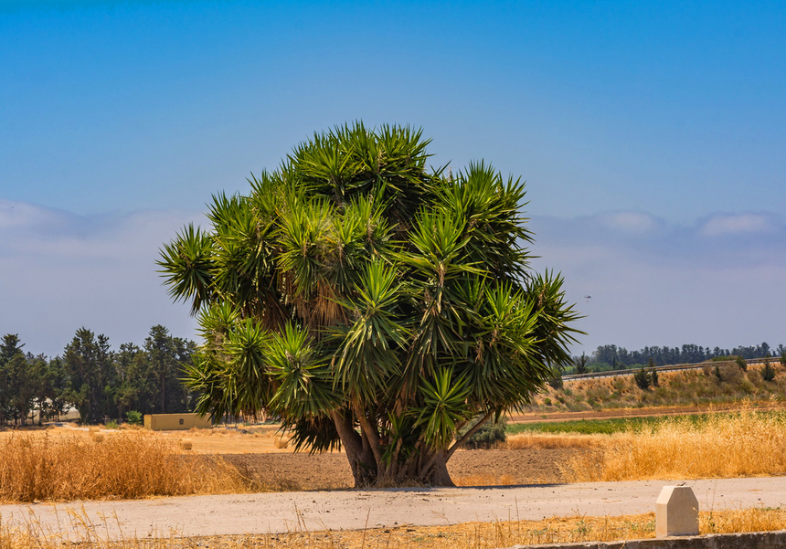 Юкка — кипрское дерево счастья!: фото 6