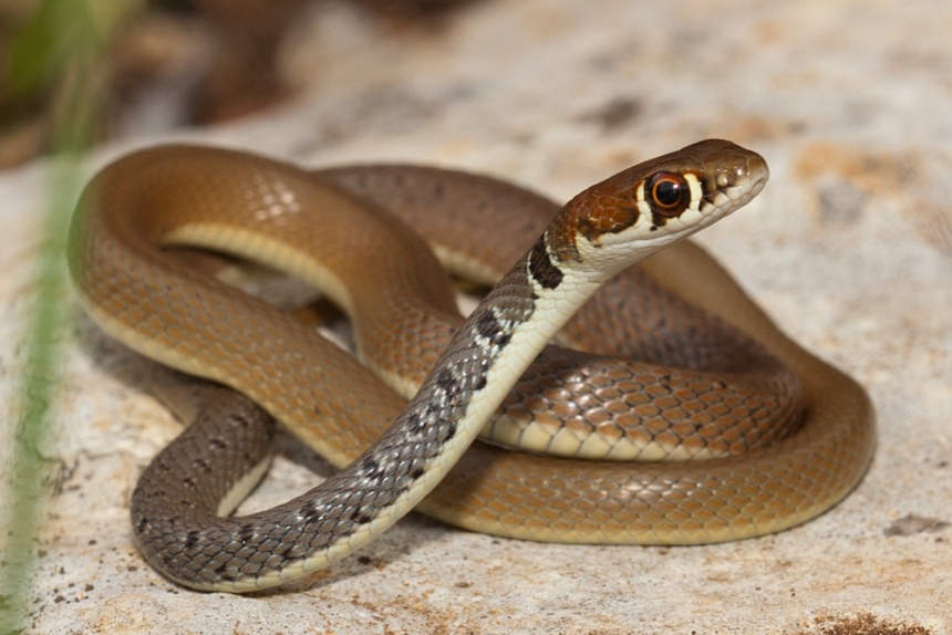​Ядовитые змеи на Кипре. Как их отличить?: фото 5