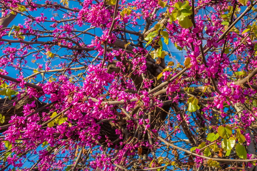 На Кипре покрылось цветами волшебное Иудино дерево!: фото 8