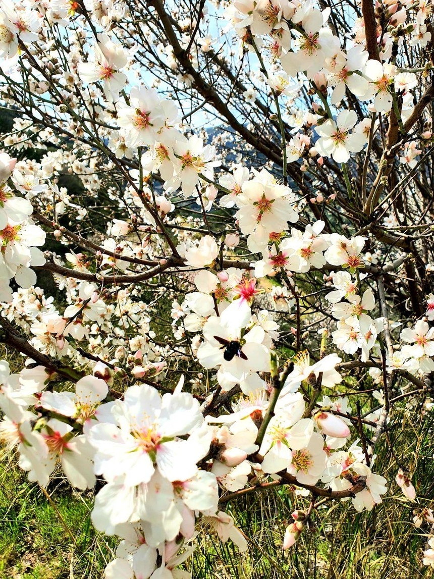 На Кипре в разгаре волшебное и фантастически красивое время цветения миндаля: фото 9