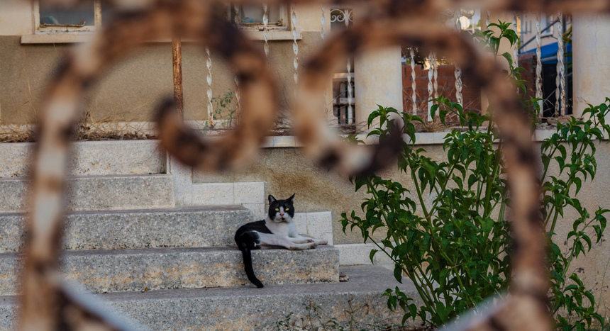 Пушистое чудо: кипрские кошки, которые не оставят равнодушным абсолютно никого!: фото 22
