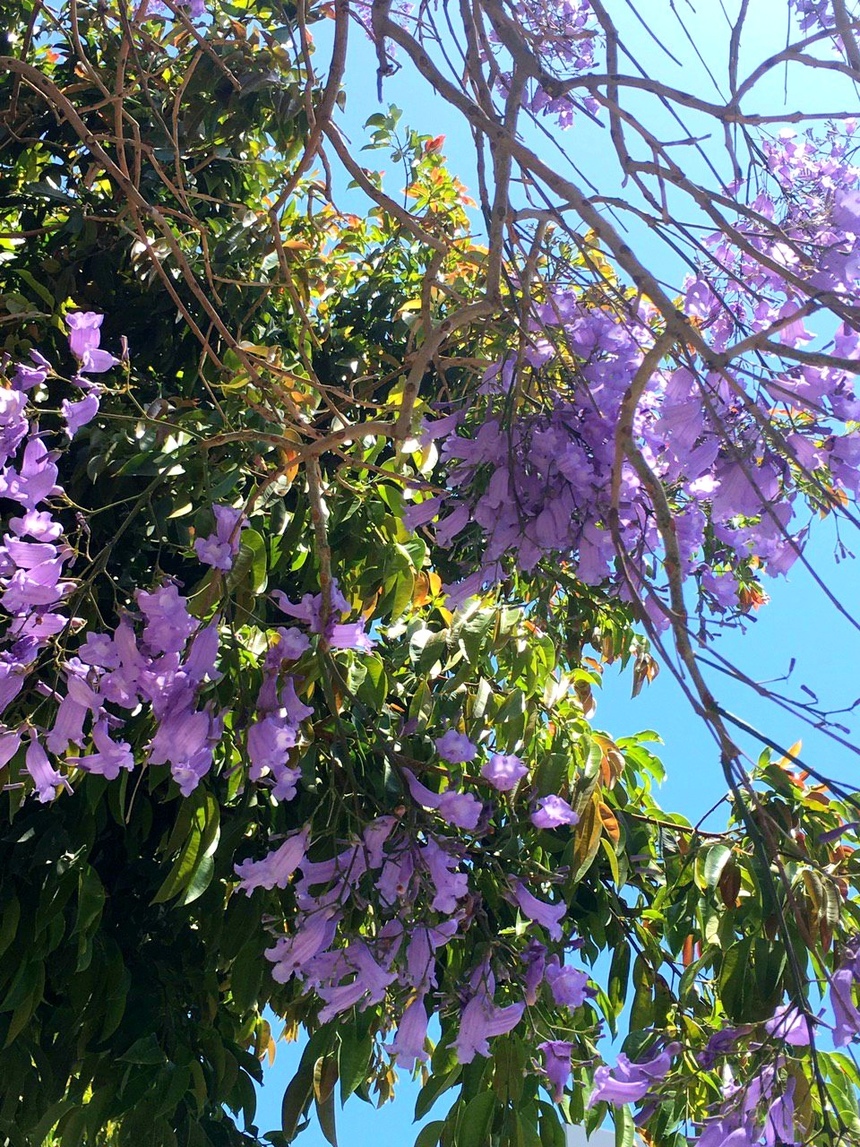 Безудержные колокольчики: весной на Кипре цветет жакаранда: фото 16
