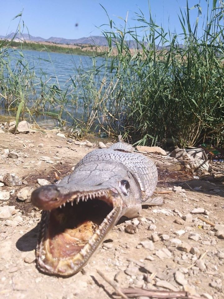 У рыбы-крокодила могут быть родственники у плотины на Северном Кипре: фото 2