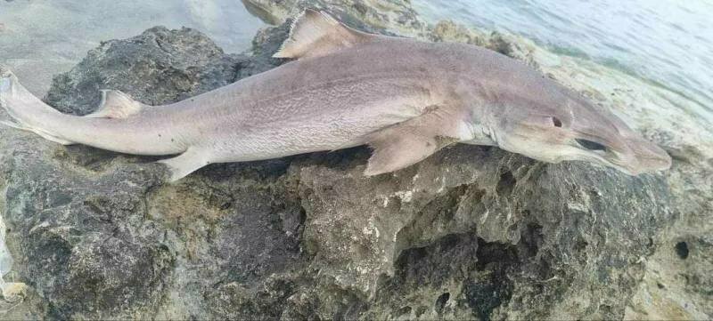 На берегу Акротири в Лимассоле была обнаружена ﻿акула: фото 2