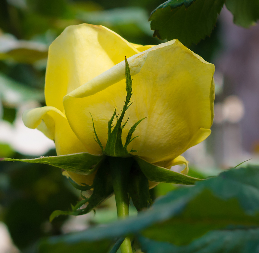 Конец апреля на Кипре - время роз! : фото 25
