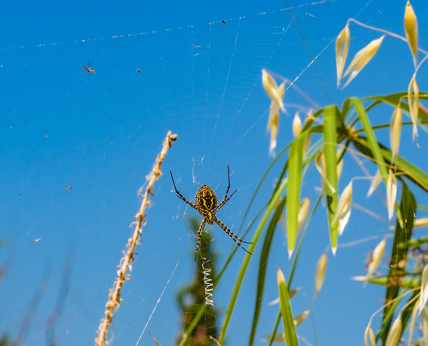 Аргиопа — кипрский ядовитый паук-оса: фото 3