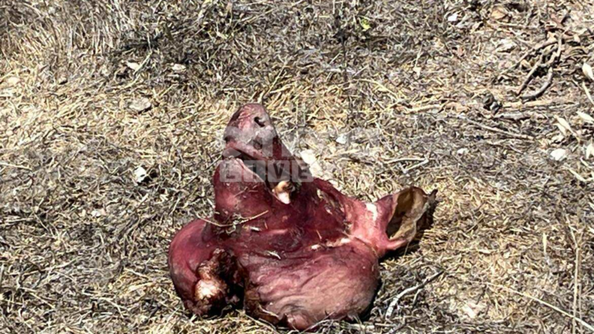 В Пафосе неизвестные зарезали свинью и бросили ее голову на детскую площадку: фото 3