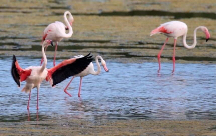 На Кипр прилетели фламинго: фото 8