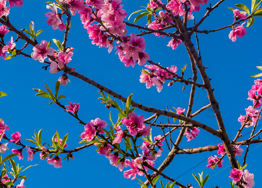 Сказочное цветение персиковых деревьев на Кипре!: фото 11