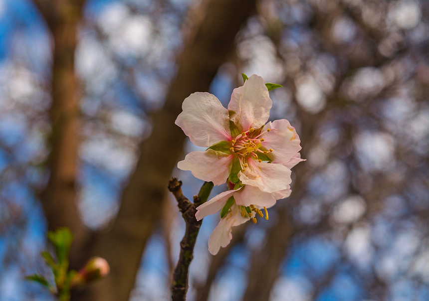 Цветение миндаля на Кипре — признак наступающей весны! : фото 23