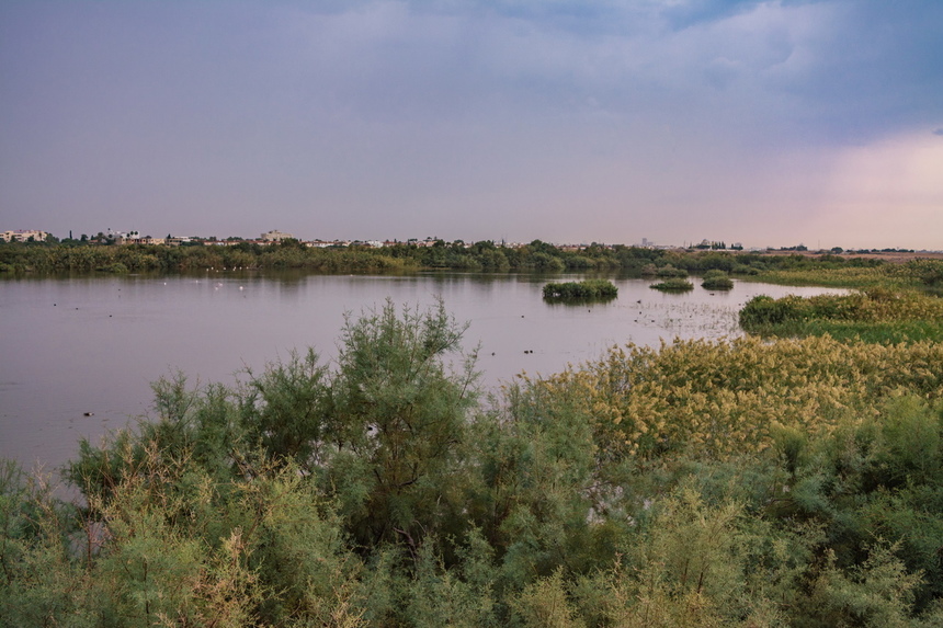 Озеро Ороклини - фантастическая охраняемая природная зона на Кипре и место для наблюдения за птицами : фото 5
